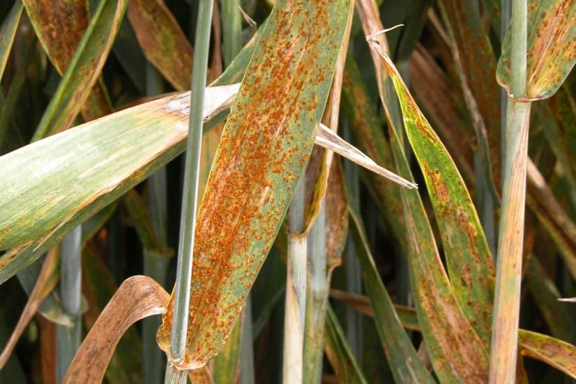 Leaf Rust - Wheat